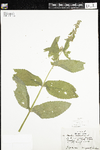 Stachys palustris image