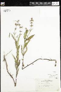 Stachys palustris image
