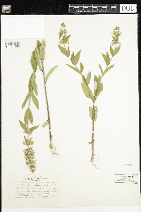 Stachys palustris image