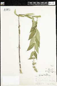 Stachys palustris image