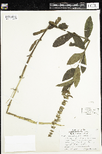 Stachys palustris image