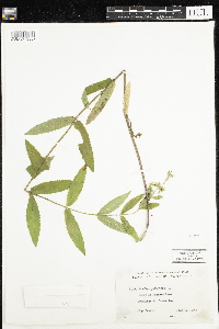 Stachys palustris image