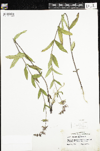 Stachys palustris image