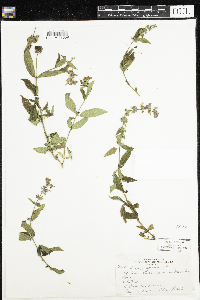 Stachys palustris image