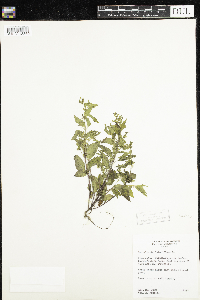 Scutellaria lateriflora image