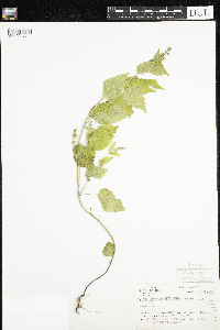 Scutellaria lateriflora image