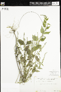 Scutellaria lateriflora image