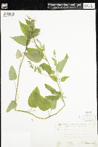 Scutellaria lateriflora image