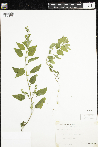 Scutellaria lateriflora image
