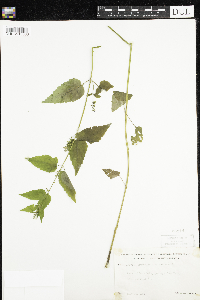 Scutellaria lateriflora image