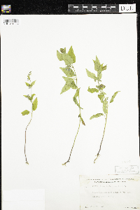 Scutellaria lateriflora image