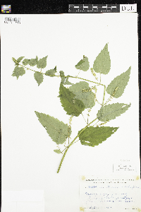 Scutellaria lateriflora image