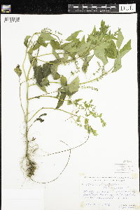 Scutellaria lateriflora image
