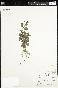 Scutellaria lateriflora image