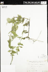 Scutellaria lateriflora image