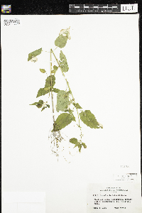 Scutellaria lateriflora image