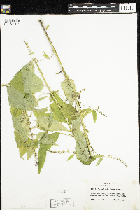 Scutellaria lateriflora image