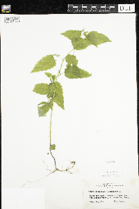 Scutellaria lateriflora image
