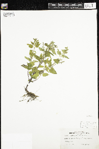 Scutellaria lateriflora image