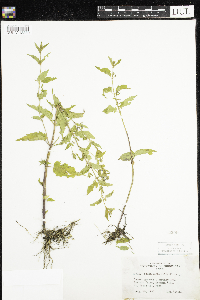 Scutellaria lateriflora image