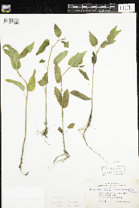 Scutellaria lateriflora image
