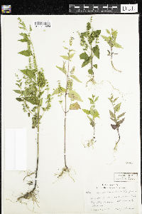Scutellaria lateriflora image