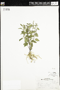 Scutellaria lateriflora image