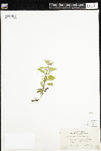 Scutellaria lateriflora image