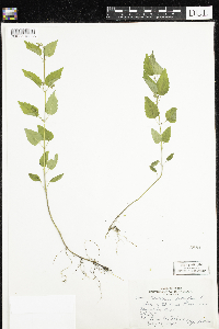 Scutellaria lateriflora image