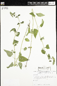 Scutellaria lateriflora image