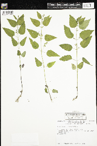 Scutellaria lateriflora image