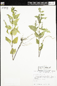 Scutellaria lateriflora image