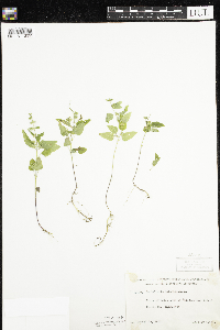 Scutellaria lateriflora image