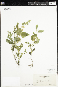 Scutellaria lateriflora image