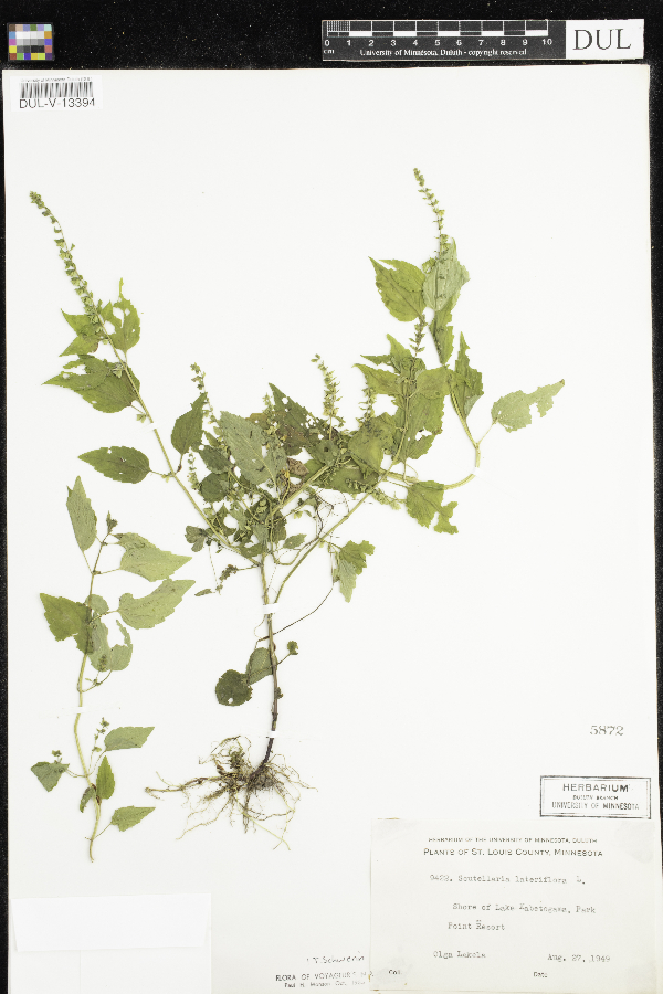 Scutellaria lateriflora image