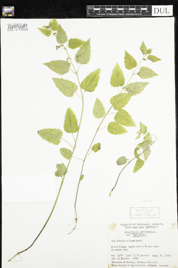 Scutellaria lateriflora var. lateriflora image