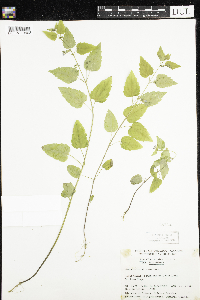 Media resource of Scutellaria lateriflora