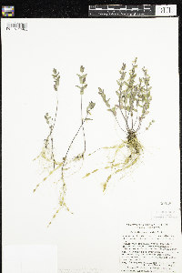 Scutellaria parvula image