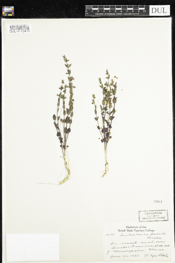Scutellaria parvula image