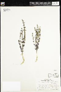 thumbnail image of current specimen