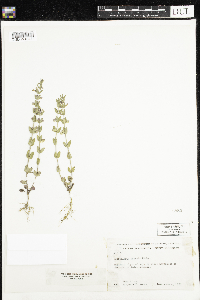 Scutellaria parvula image