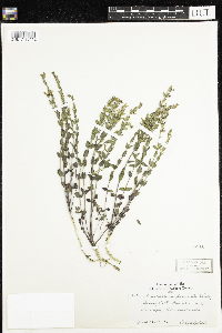 Scutellaria parvula image