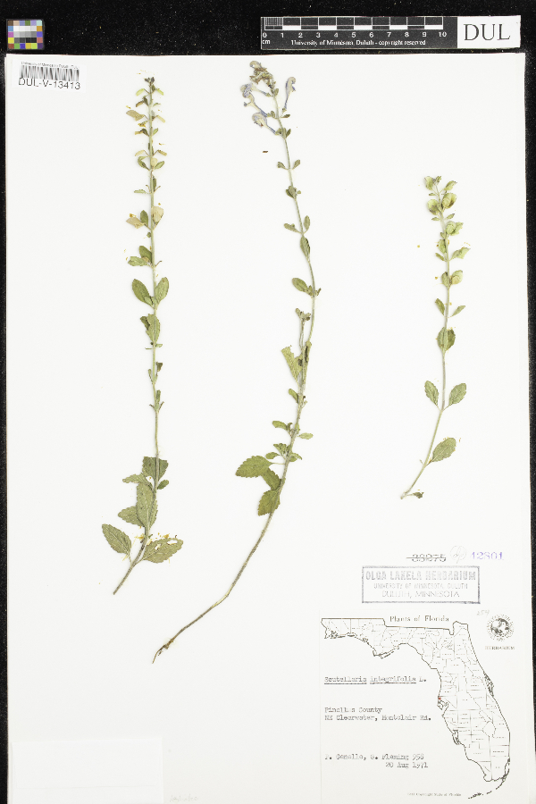 Scutellaria integrifolia image
