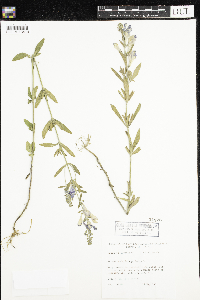 Scutellaria integrifolia image