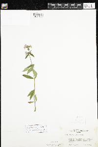 Stachys pilosa image
