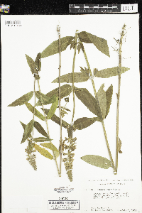Stachys palustris image