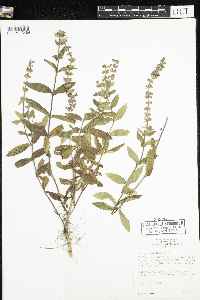 Stachys palustris image
