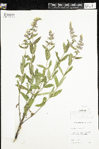 Stachys palustris image