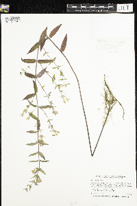 Scutellaria galericulata image