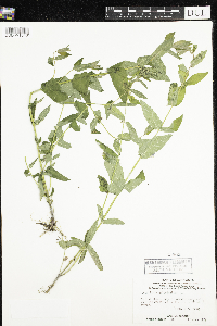 Scutellaria galericulata image